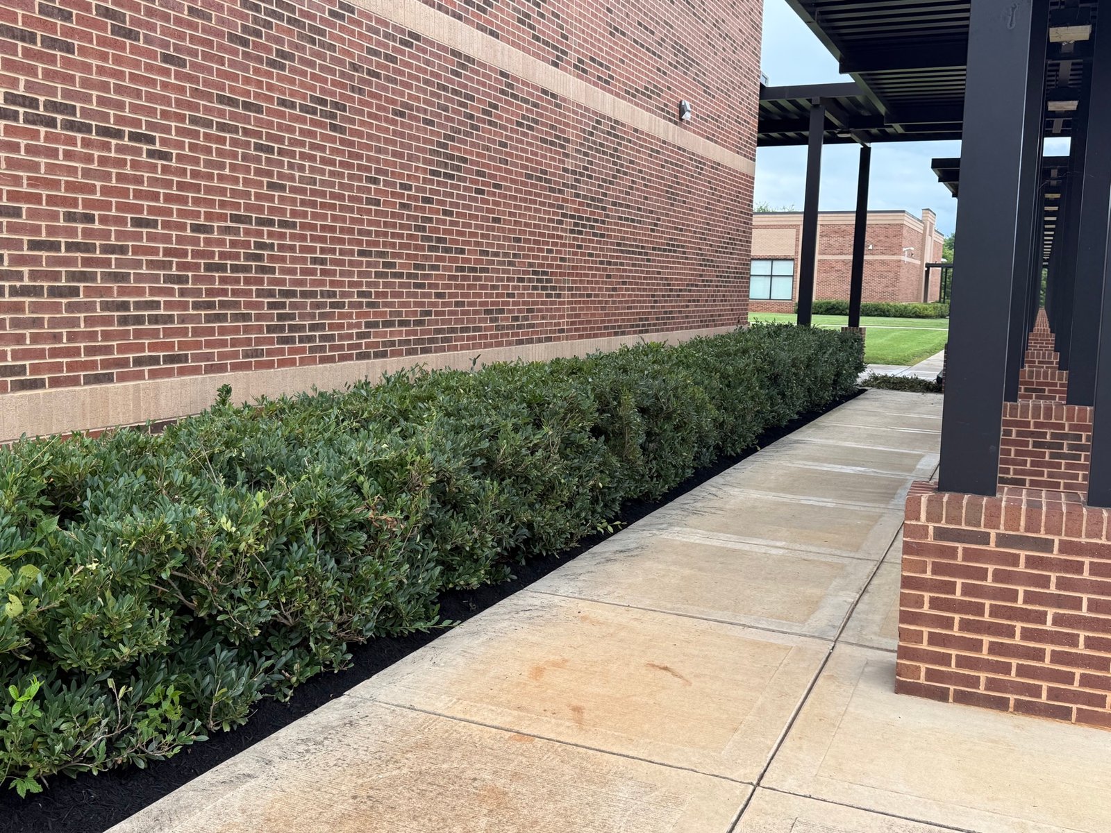 Commercial hedge row with fresh black mulch