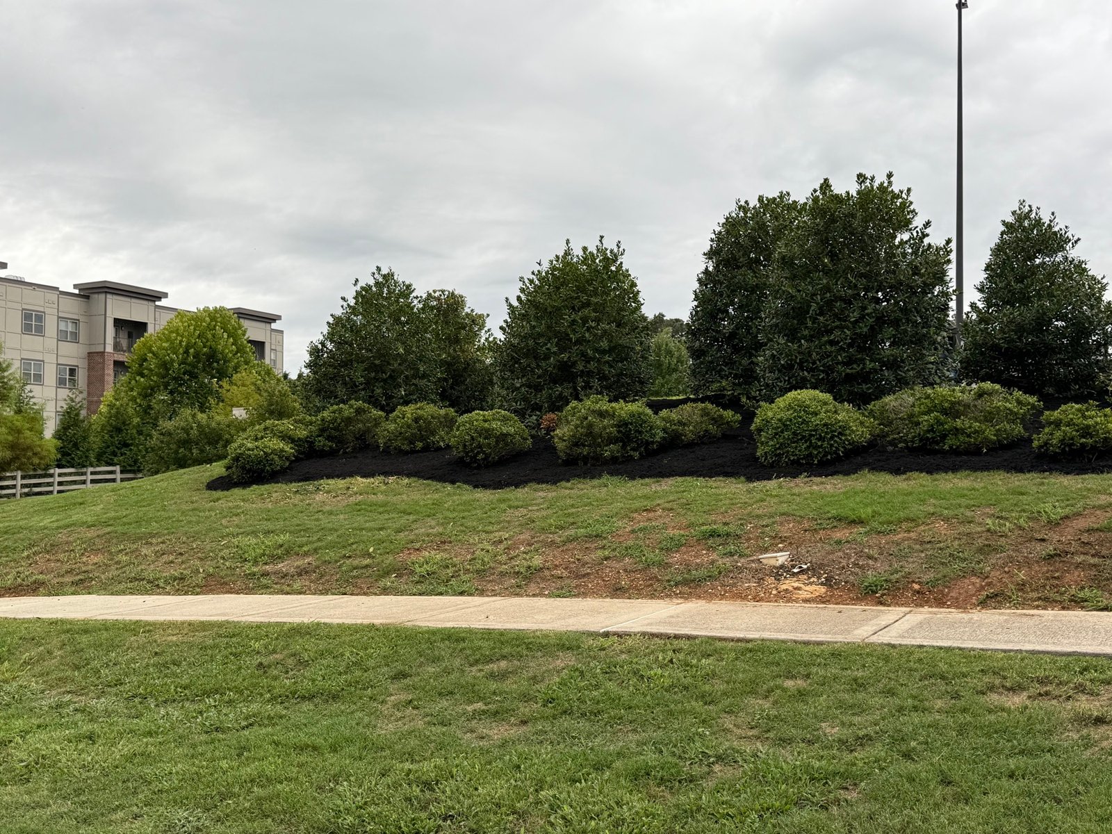 Commercial property hillside with trimmed shrubs and fresh black mulch